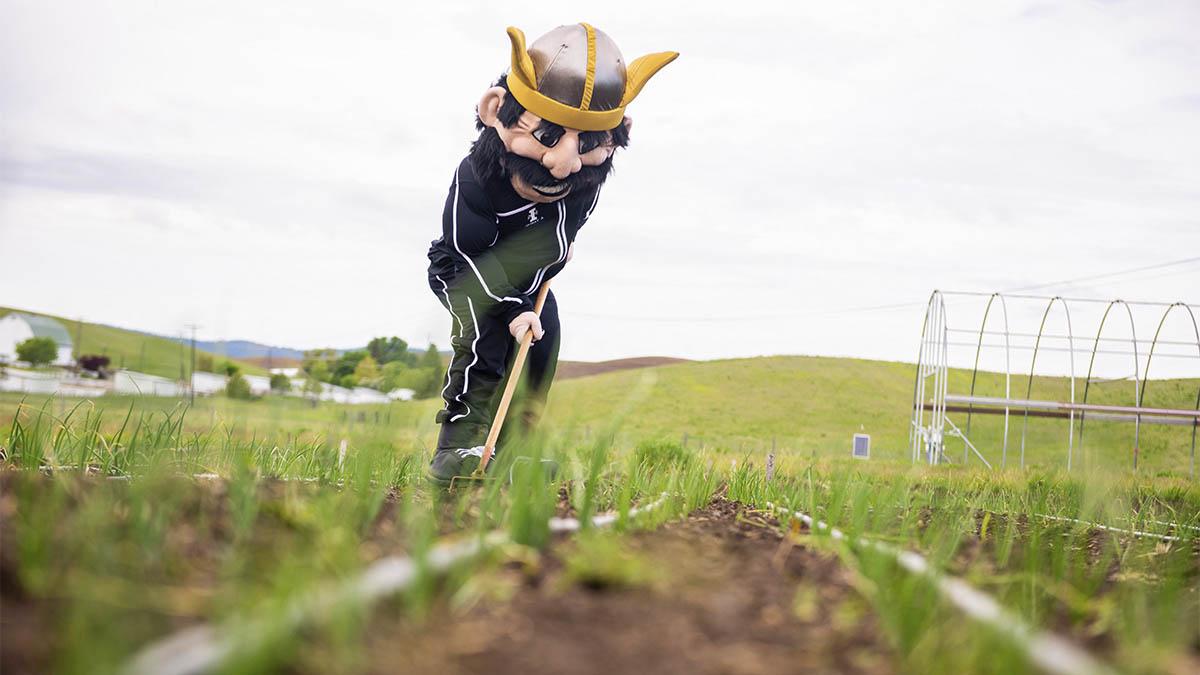 The U of I mascot Joe Vandal rakes soil at the Soil Stewards Farm.